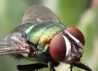 P3300763b